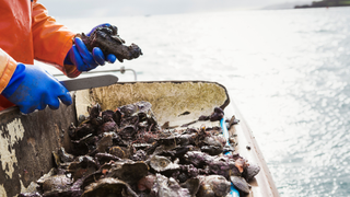 “Supercharged shellfish” could solve global vitamin deficiency